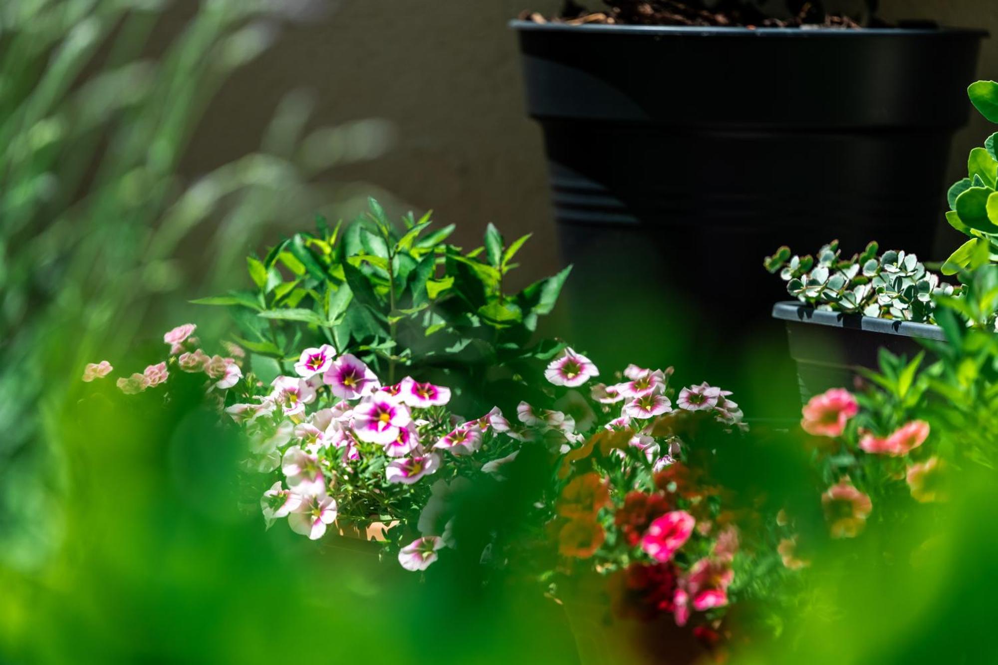 Flower Apartment Hévíz Kültér fotó